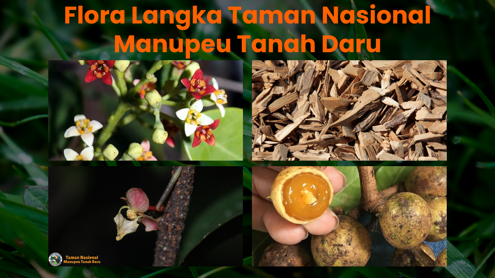 tnmanupeutanahdaru.org