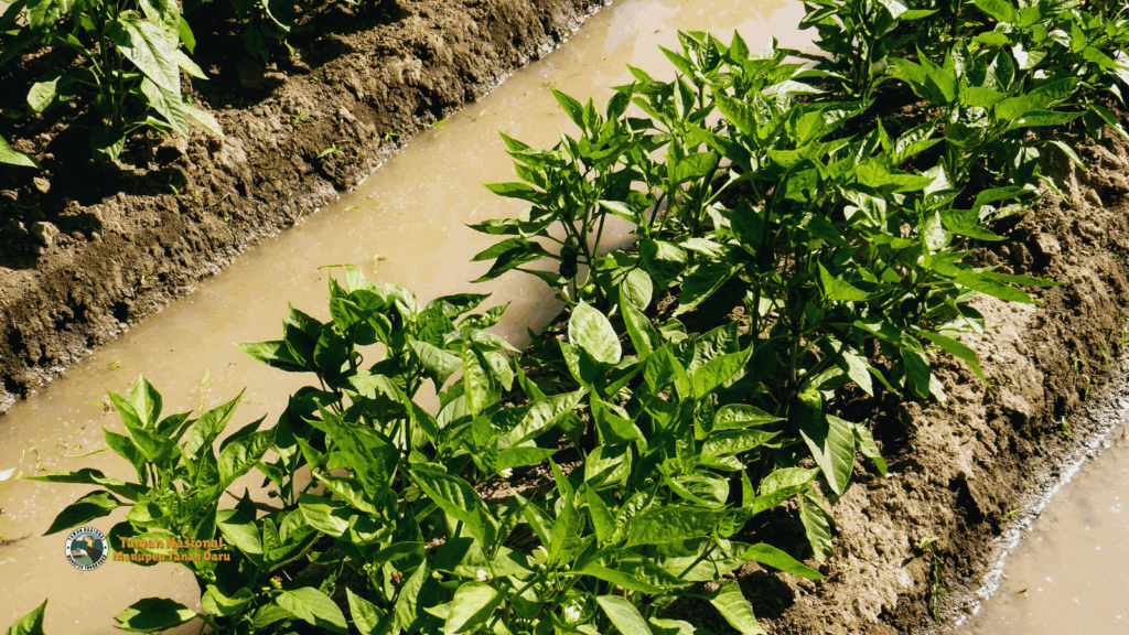 tnmanupeutanahdaru.org